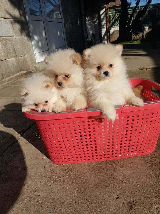 Померан померани Гр. София