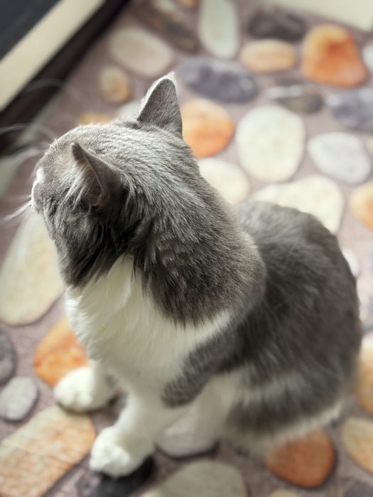 Отдам кошку в хорошие руки