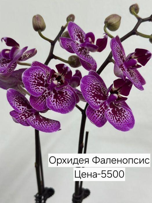 Продам комнатные цветы