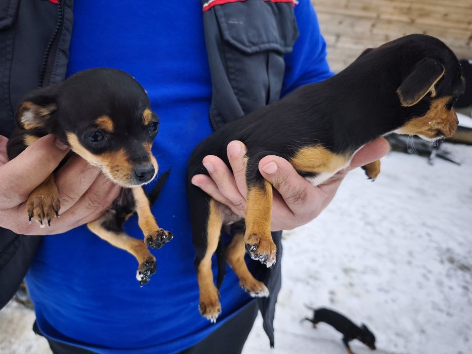 Продавам пинчери