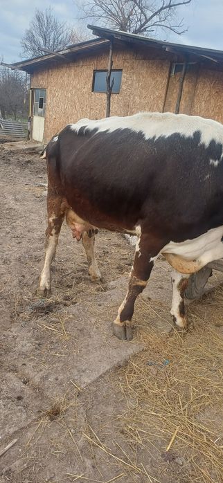 Vand vaca tânara  gestanta cu lapte