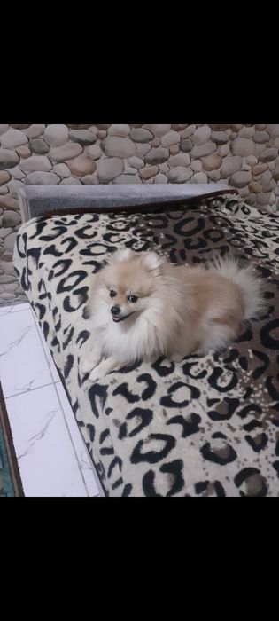 Померанский шпиц