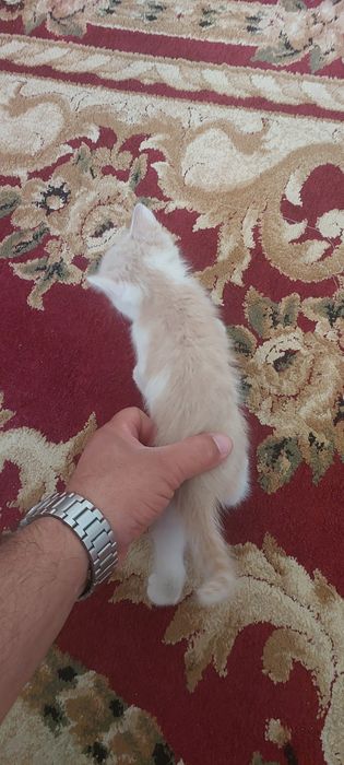 Отдам в хорошие руки