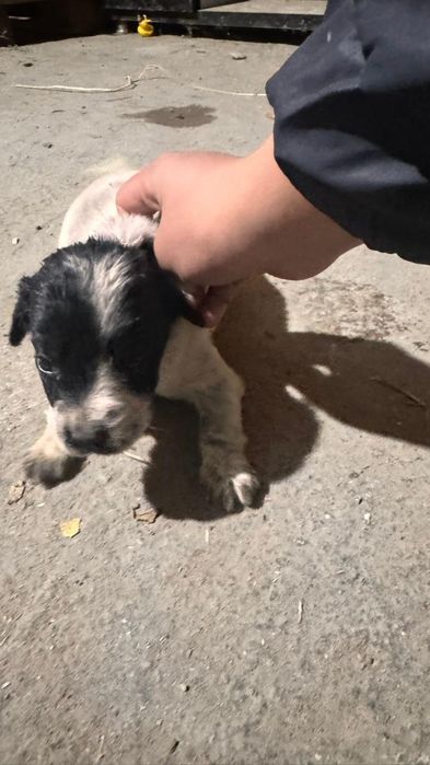 Русский спаниель