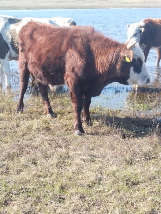 Продам бычков больших