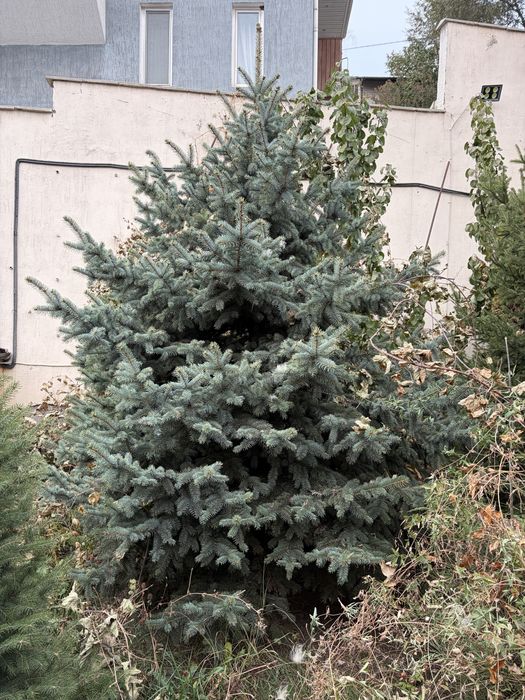 Продам голубую колючую ель (Glauca)