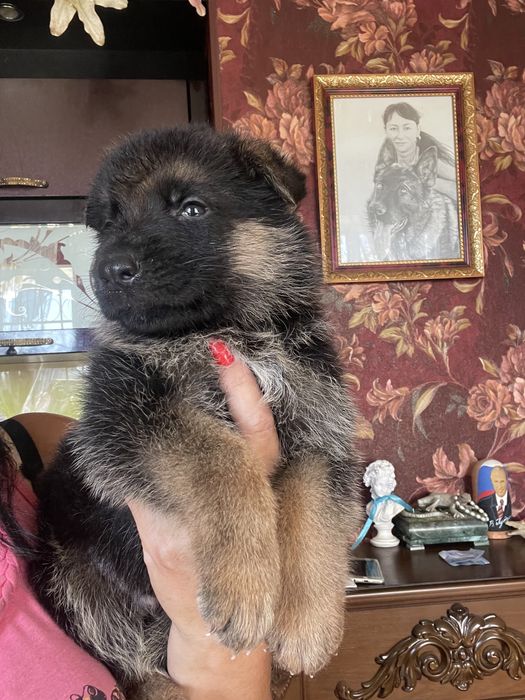 Щенки немецкой овчарки