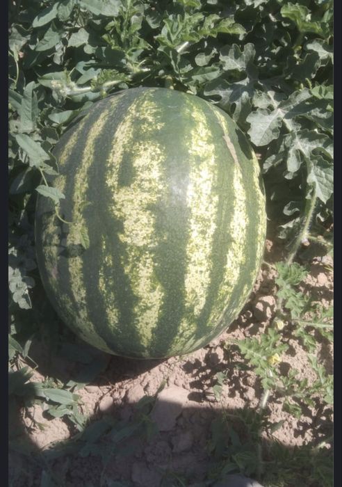 Продам арбузы с поля