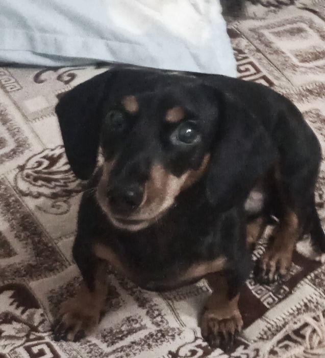 Отдам бесплатно собачку