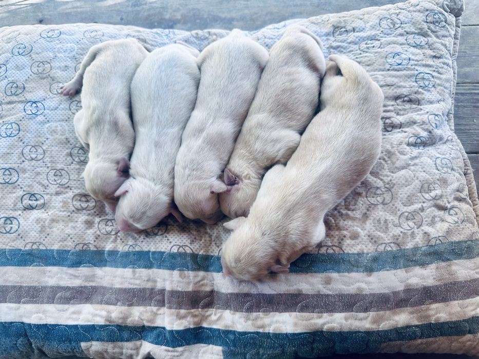 Labrador Лабрадор 30.08.24 родились
