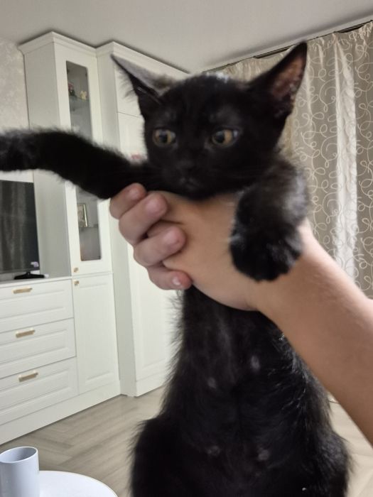 Чёрные котятки ищут дом
