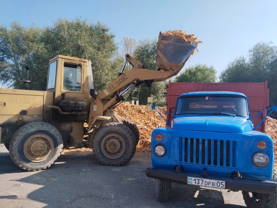 Кукуруза в початках