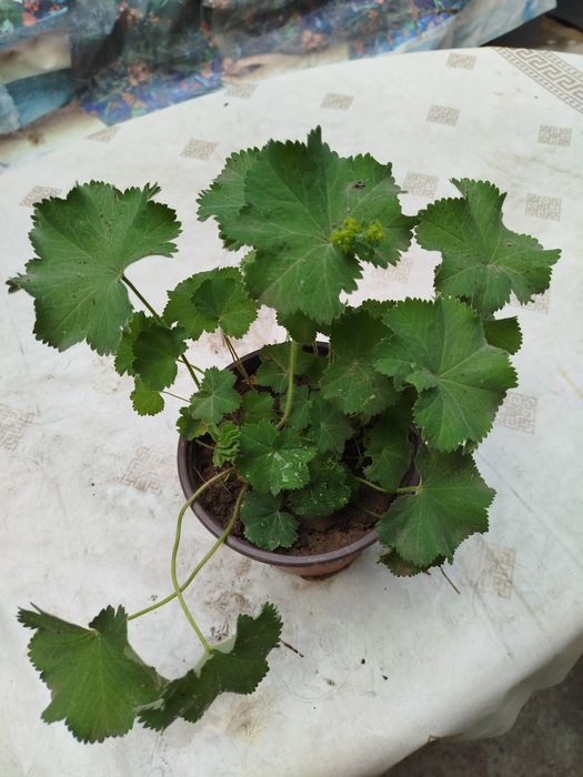 Продам 3 сорта гехер
