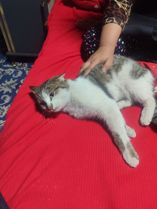 Uy mushugi. Ozoda va pok mushuk. Stressi bor odamlar uchun