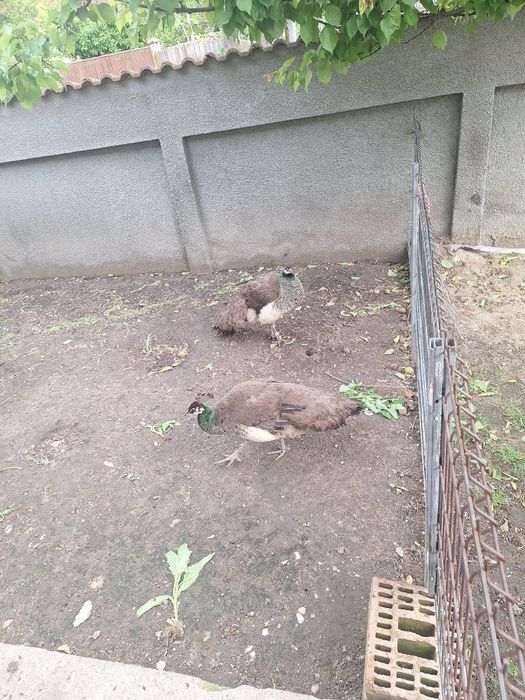 Familie Pauni mascul  alb matur 5 ani si 2 femele