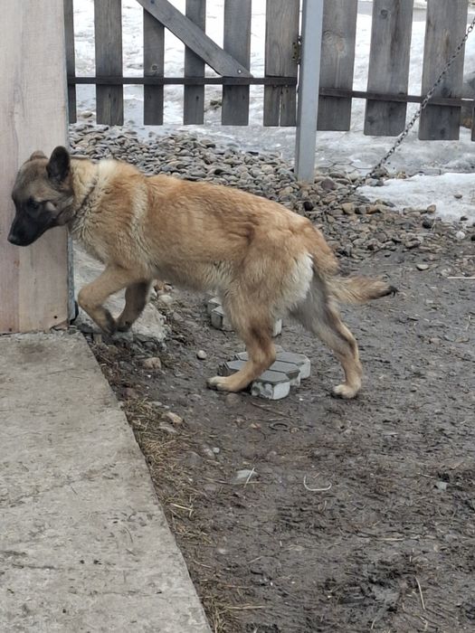 Щенок бельгиский овчарка