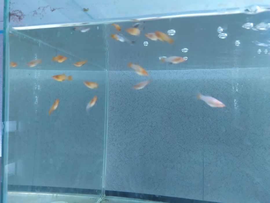 Продам рыбок и растения без со2