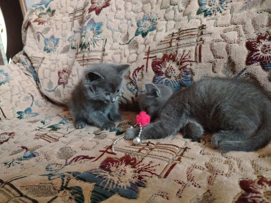 Котята хорошие добрые