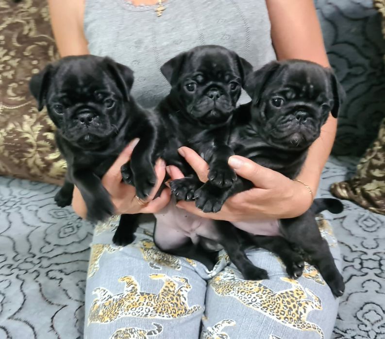 Продам щенков мопсиков