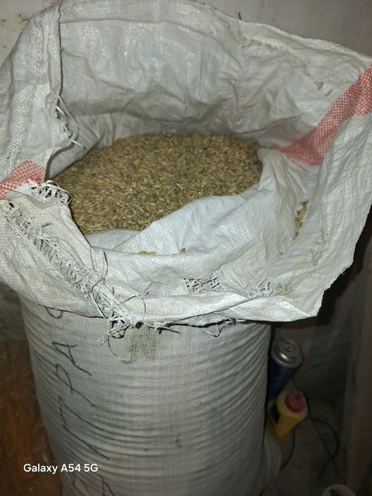 Ячмень -сечка  сатылады