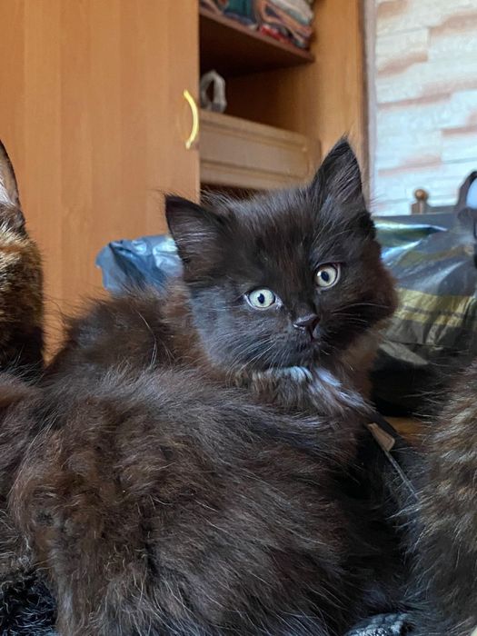 котята, отдам в хорошие руки