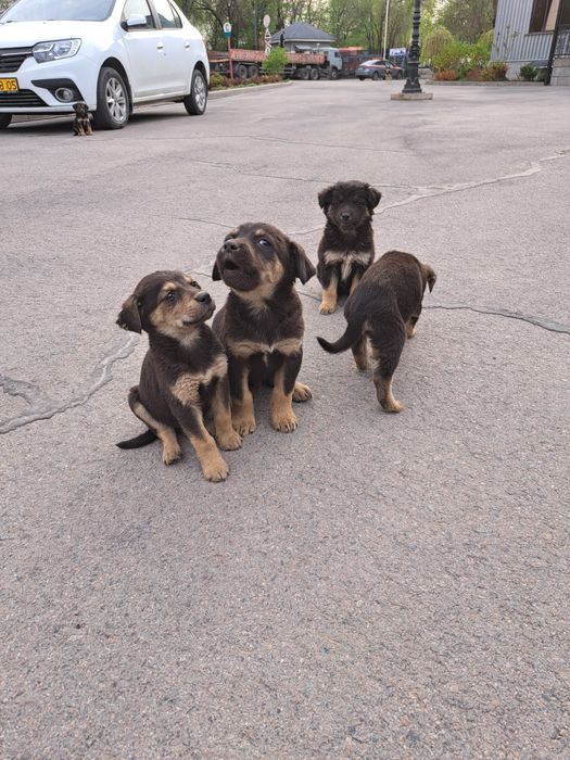 Щенки в хорошие руки