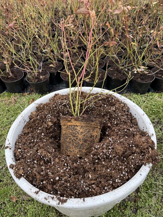 Боровинки в 50л саксия за постоянно отглеждане