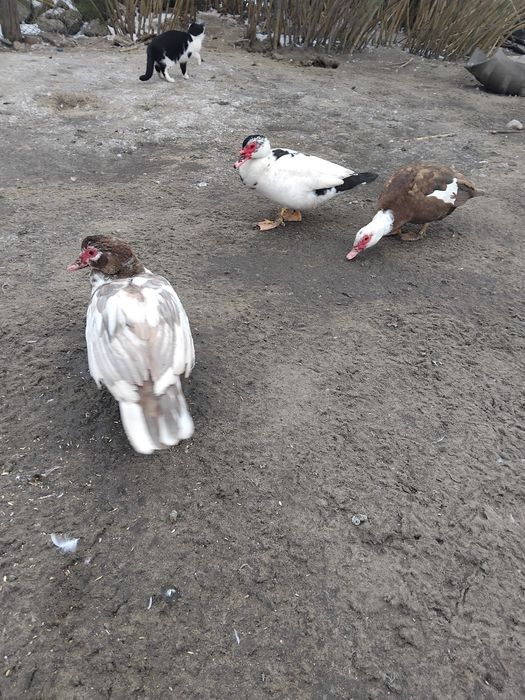 Vând rațe mute/ leșesti!