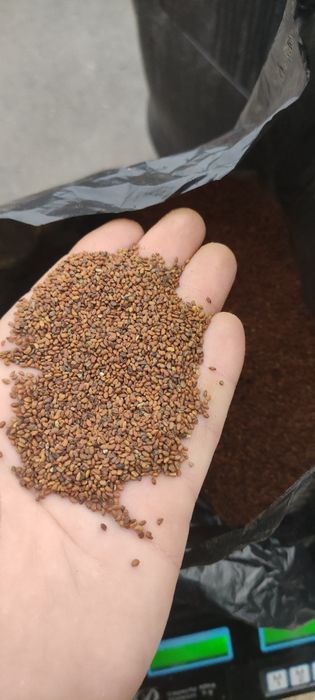 Семе люцерна люцерново семе семена