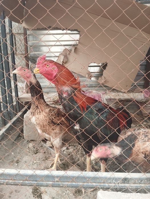 Дакан с двумя курочками