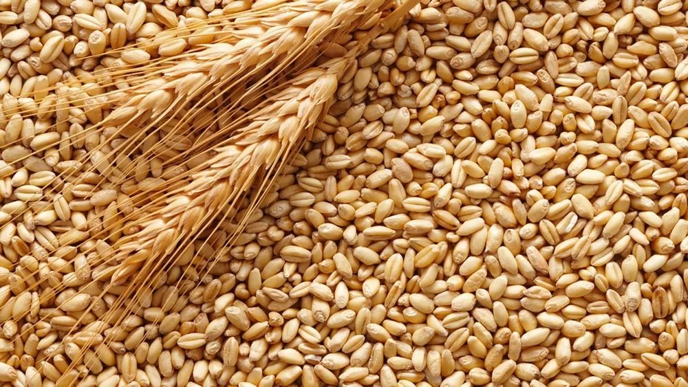 Кормовой магазин оптом и в розницу