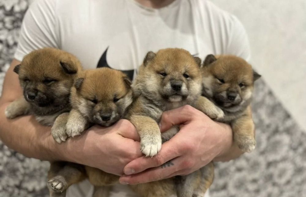 Мальчики и Девочки чудесные щенки Сиба Ину