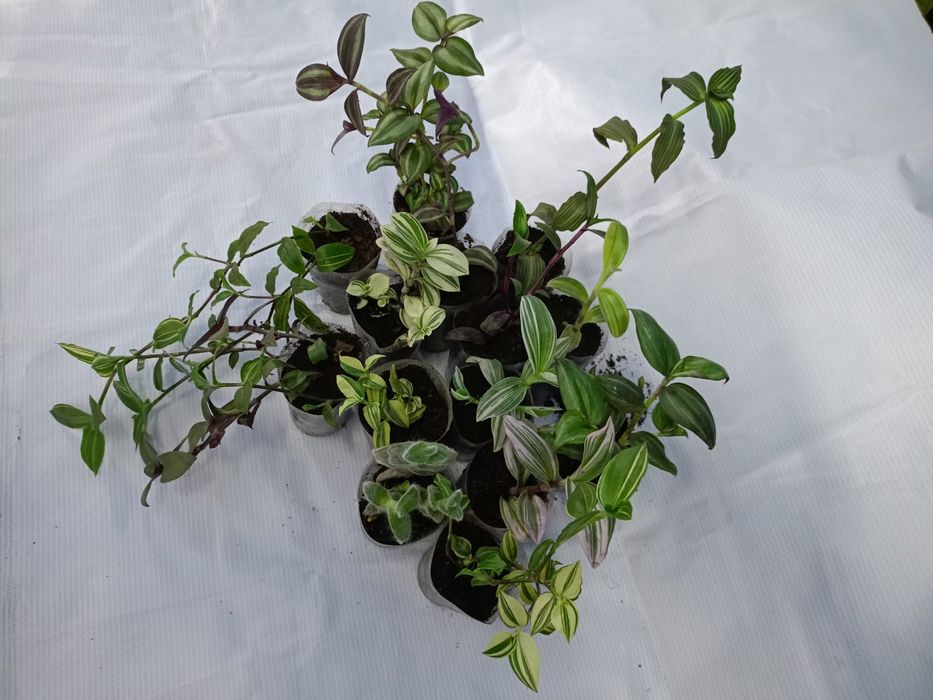 Продам комнатные цветы