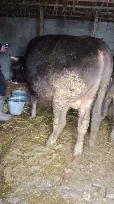 Продам быка 2 года