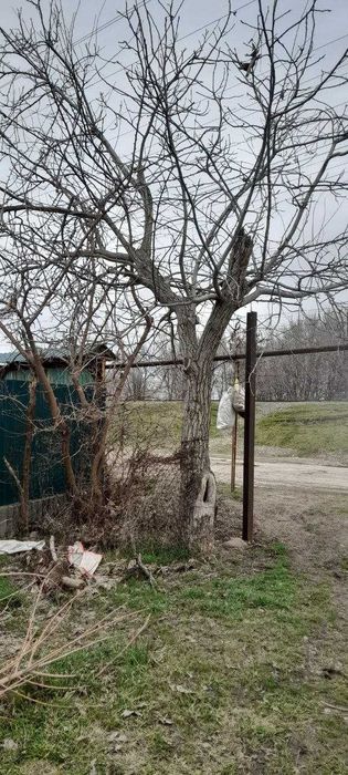 Продам дерево орех, цена за одну машину 2500 тыс сум.