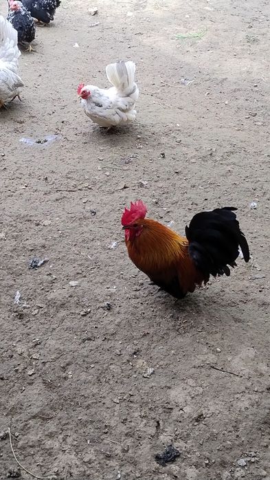 Familii chaboo albe și bobate