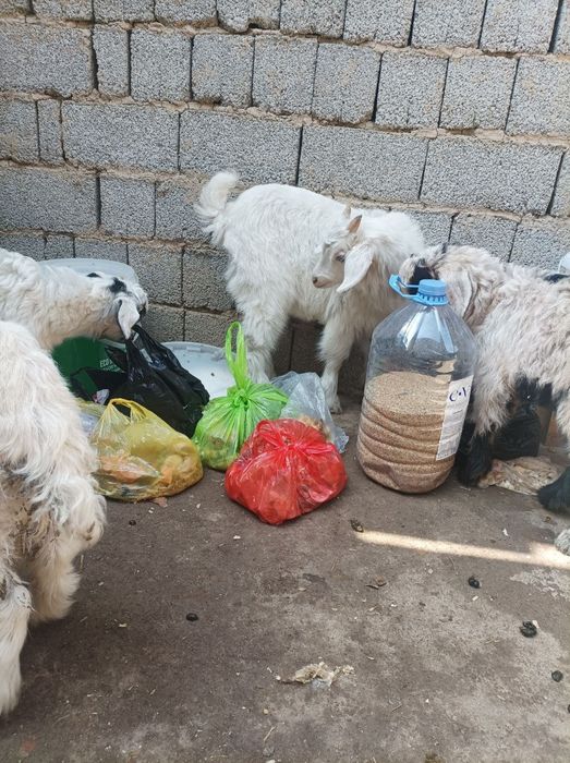 Ona bola echkila sotiladi