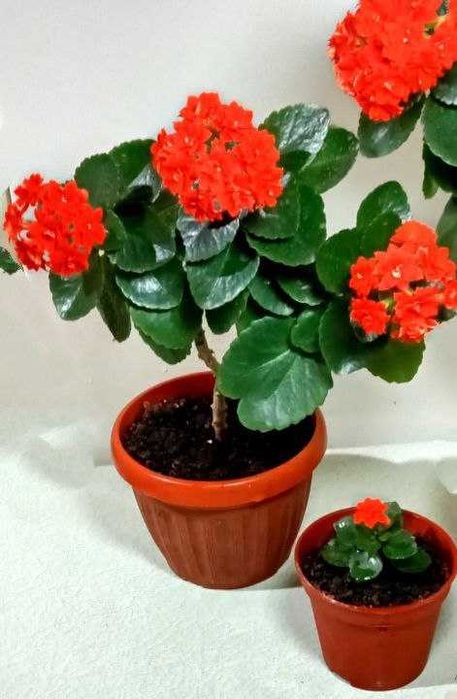 Продам. Каланхоэ.