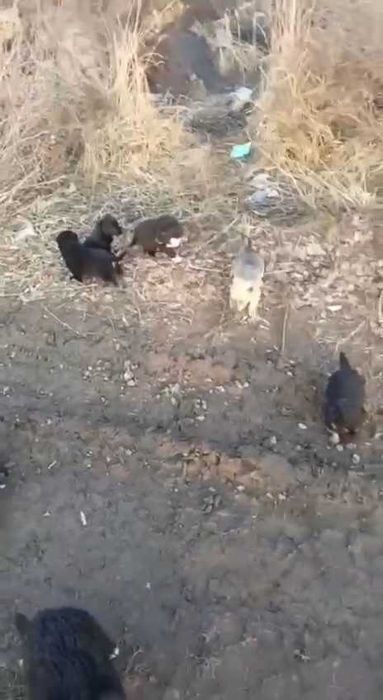 Щенкам нужен дом! Срочно!