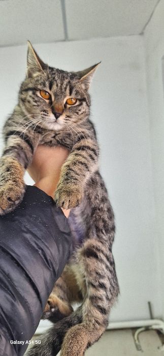 Красивая кошка  в добрые руки