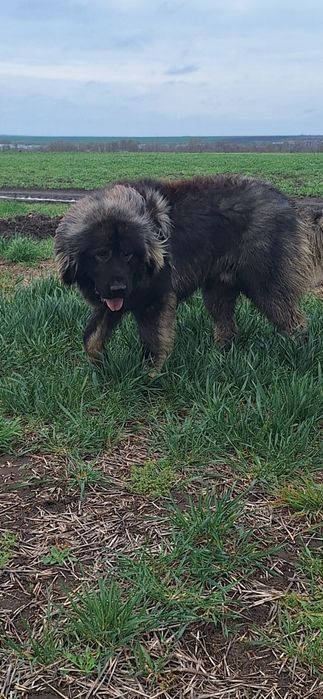 Mascul Ciobănesc Caucazian cu pedigree, microcipat