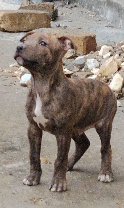 Питбуль обласи сотилади