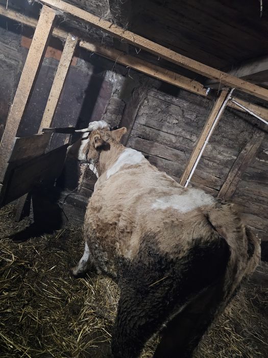 Vaci de lapte gestante