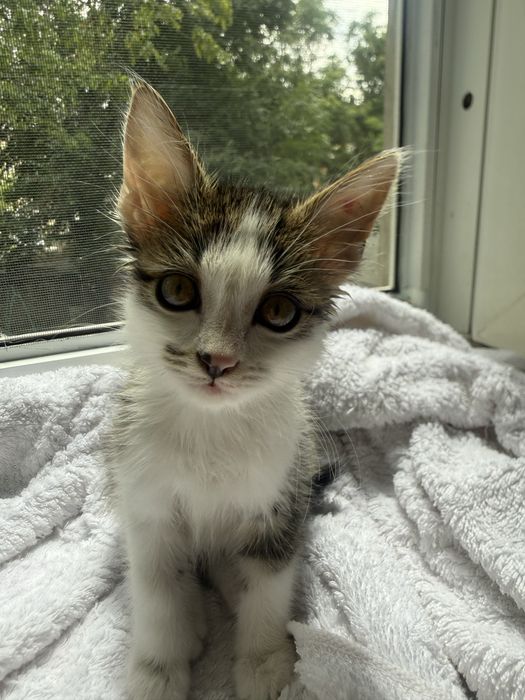Котенки 1,5 месяца  хорошенькие здоровыеигривые