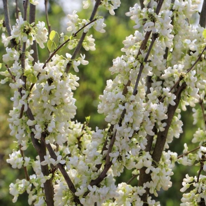 Cercis chinensis Shirobana