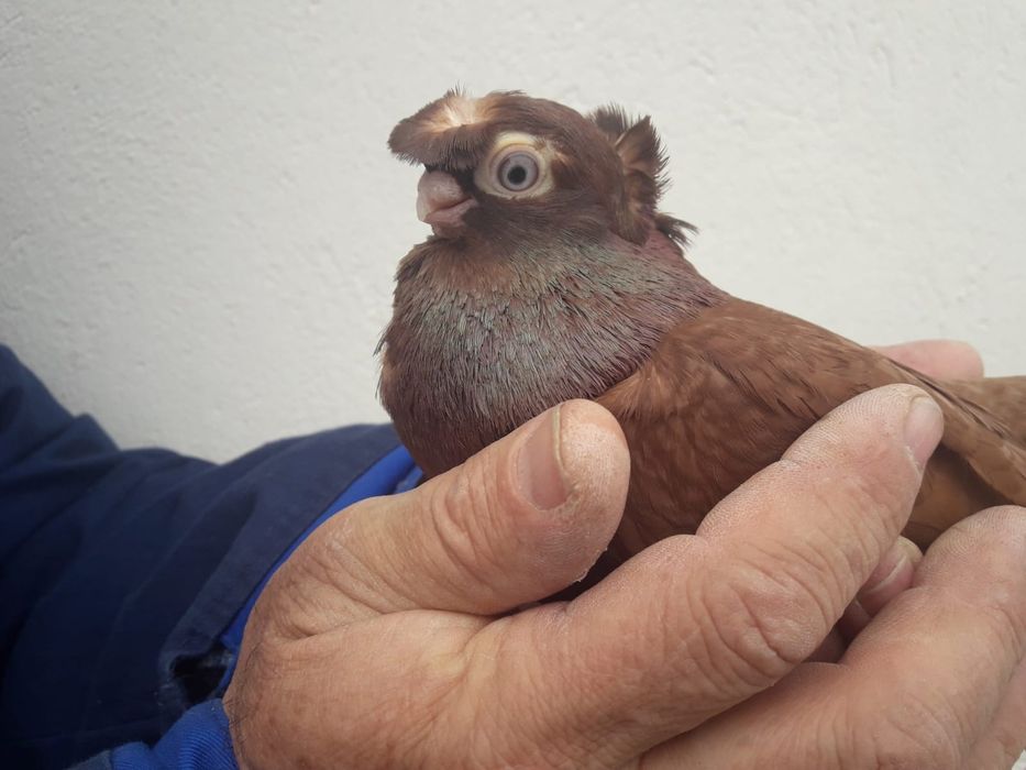 продаются голуби малоносые