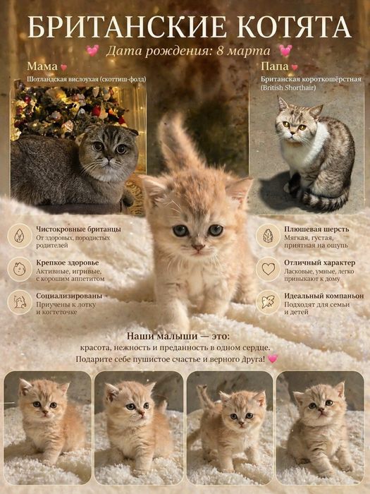 Породистые котята