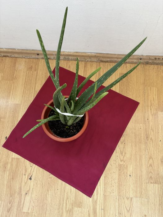 Floare naturala in ghiuveci (aloe vera)