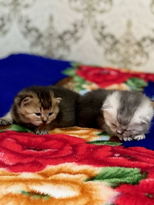 Shinshilla bolalari sotiladi