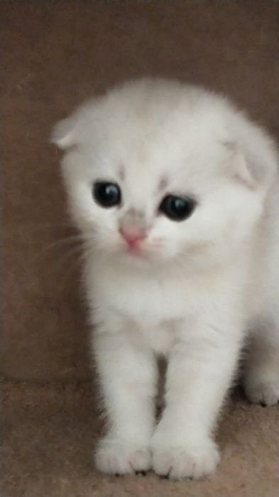 Продам серебристая шиншилла